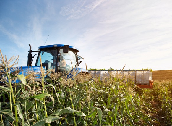 Sweetcorn harvesting with tractor and trailor. Image by © Ocean/Corbis